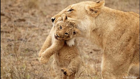 ONE HOUR of Amazing Animal Moments | lion king |lion vs buffalo