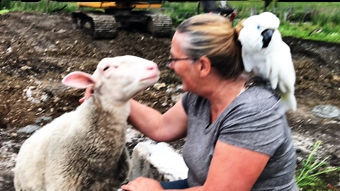 Affectionate sheep demands attention from farmer