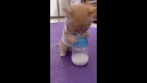 baby cat video 😀