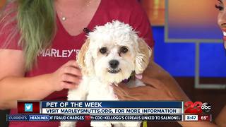 Meet our 23ABC Pet of the Week, Toodles!