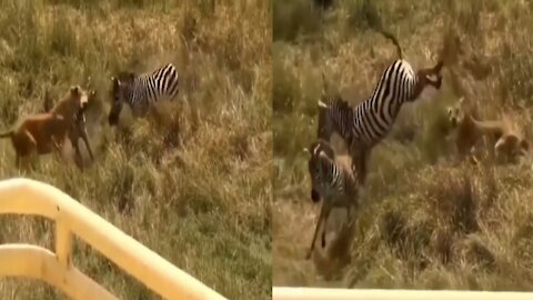 Zebra Rescues another Zebra baby From Lion