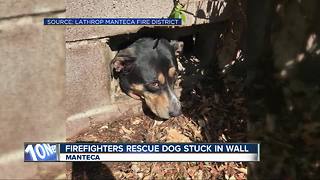 Dog stuck in wall rescued by firefighters