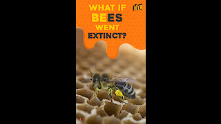 What If Bees Went Extinct ? *