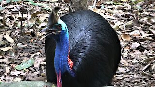 The world's most dangerous bird: The Cassowary of New Guinea