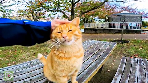 When I waistTONTON to the cat at the table, the cat raised his hips and expressed joy.