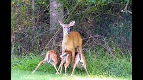 hungry roe deer eat grass