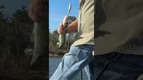 Fishing on Lake Seminole #shorts #fishing #fishingvideo