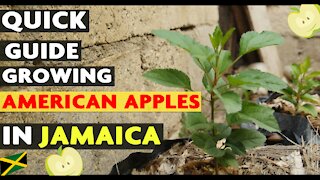 Victory Garden:Growing American Apple Trees In Jamaica (Warm Climates)