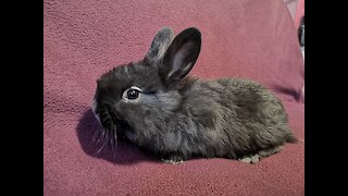 My little cute bunny licks my hand