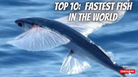 TOP 10 MOST FASTEST FISH IN THE WORLD 2022 - Aquatic Discovery Channel (Documentary)