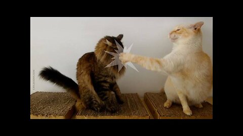 Funny Cat Slaps - A Source of Endless Entertainment