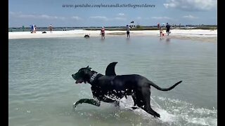 Funny Great Dane Shark Loves Swimming At Florida Dog Beach