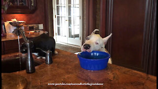 Funny Great Dane Grabs His Dinner Bowl While Cat Enjoys A Sink Drink
