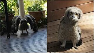 Funny young owl thinks it's scary!