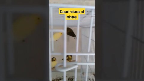 Canari-oiseau et mistou