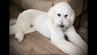 Golden Doodles