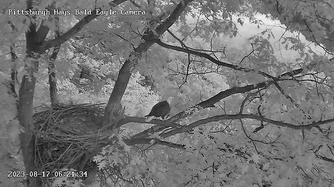 Hays Eagles Dad hays in for a visit-perches in the attic, looking great! 08-17-2023 6:21am