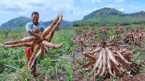 Awesome Agriculture Technology- Cassava Cultivation - Cassava Farm and Harvest - Cassava Processing