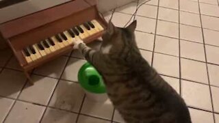 Gato toca piano para pedir comida!