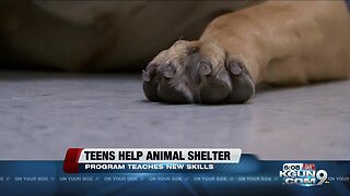Green Valley animal shelter thrives with help of teens during the summer