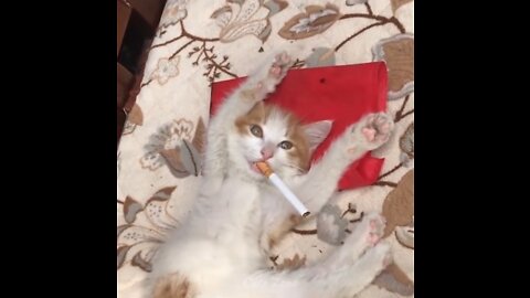 Best Funny Cat Video That Make You Want to Pet Them