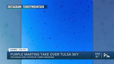 Purple martins take over the Tulsa sky before fall migration