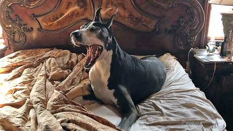 Funny Yawning Great Dane Doesn't Want to Get out of Bed
