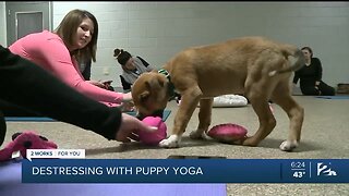 Destressing with Puppy Yoga