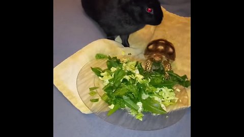 Rabbit and turtle enjoy healthy snack together