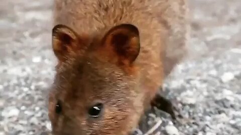 cute funny quokka- 56