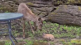 Wild deer really wants to befriend little bunny rabbit