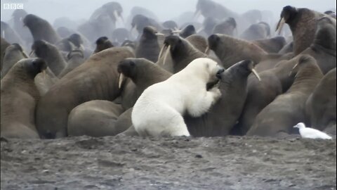 Polar Bear vs Walrus | Apex Predator have challenges | BBC 🌎
