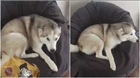 Shameless husky steals treats and is caught afterwards