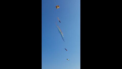 Kites in the sky