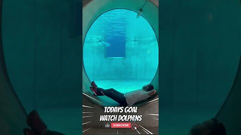 Todays Goal Watch Dolphins | Shorts