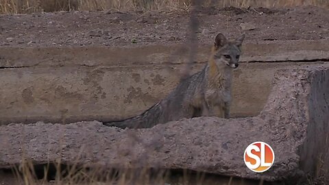 Arizona wildlife need help getting water