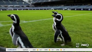 Penguins visit Chicago Bears