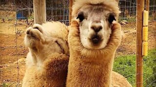 Nem todos os aspersores satisfazem esta Alpaca