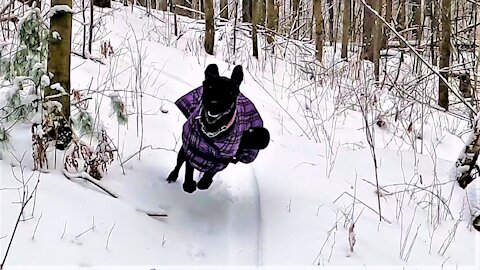 Overjoyed puppy's first run in the forest is a beautiful sight