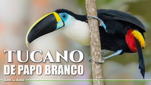 TUCANO DE PAPO BRANCO - Tucanos do Brasil - White Throated Toucan