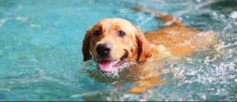 Golden Retriever Dog swimming