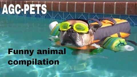 Cats, Dogs, And more in this funny animal compilation video