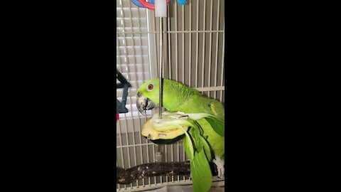 Hungry Amazon Parrot plays with his food
