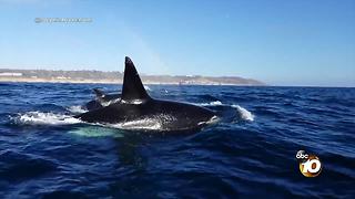 Orcas spotted off the coast of La Jolla