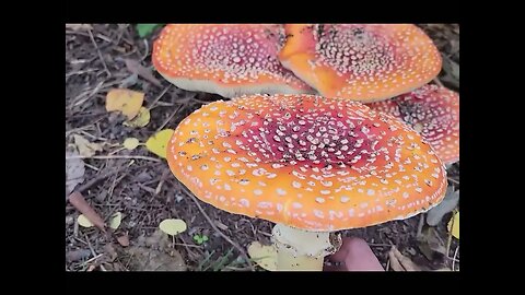 Amanita muscaria Identification