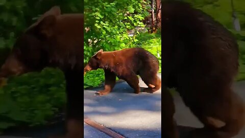 Lake Tahoe: say hi to the bear cub passing by in the morning
