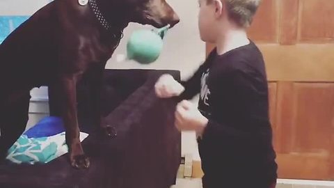 Dog acts as personal speed bag for boy's boxing training