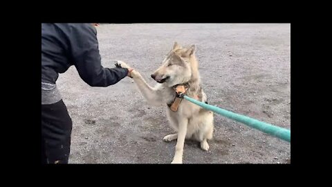 Reactions From People and Dogs While Walking Wolfdog Puppies In Crowded Park What You Can Expect