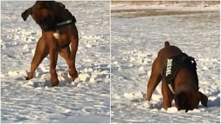 Hunden bruker en morsom teknikk for å hente ballen sin i snøen