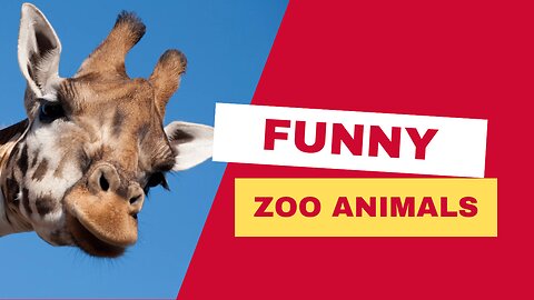 Zoo Animals That Are Way FUNNIER! ~ TRY NOT TO LAUGH!